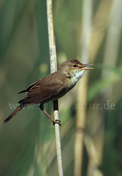 Teichrohrsänger (Acrocephalus scirpaceus)