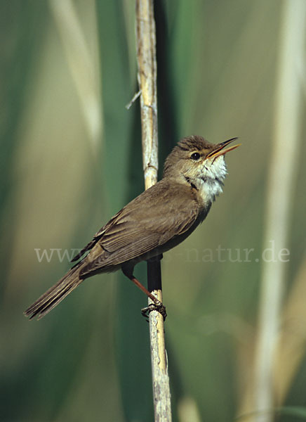 Teichrohrsänger (Acrocephalus scirpaceus)