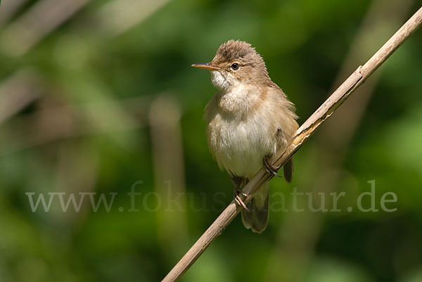 Teichrohrsänger (Acrocephalus scirpaceus)