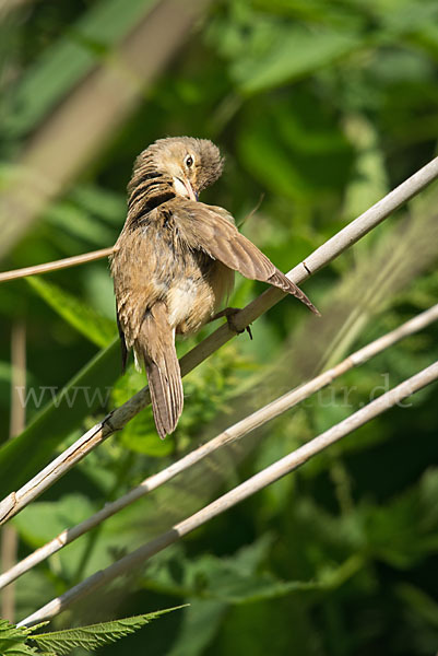 Teichrohrsänger (Acrocephalus scirpaceus)