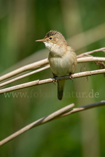 Teichrohrsänger (Acrocephalus scirpaceus)