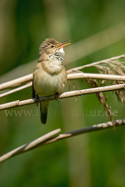 Teichrohrsänger (Acrocephalus scirpaceus)