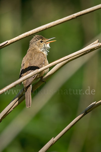 Teichrohrsänger (Acrocephalus scirpaceus)