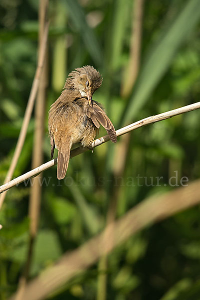 Teichrohrsänger (Acrocephalus scirpaceus)