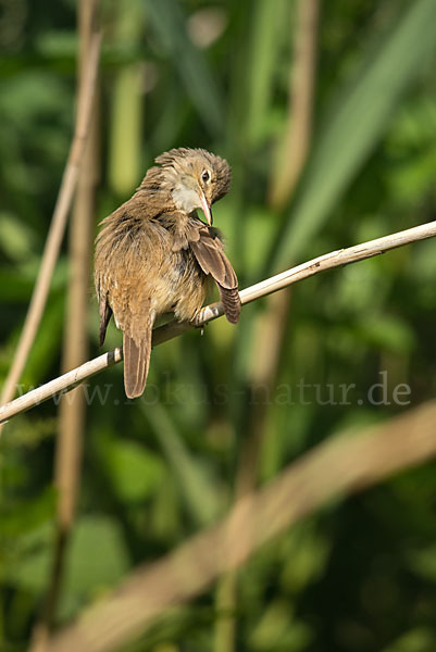 Teichrohrsänger (Acrocephalus scirpaceus)