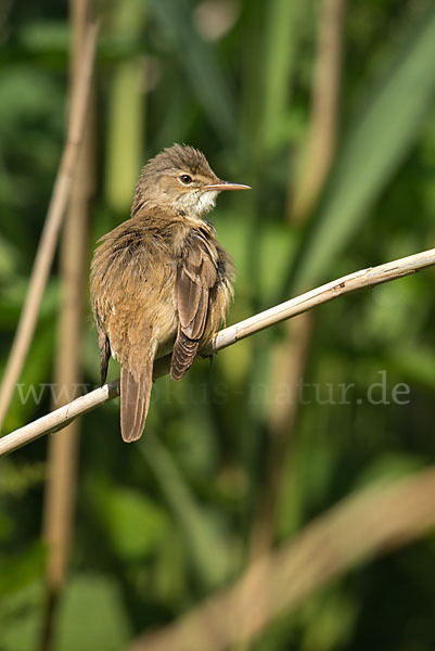 Teichrohrsänger (Acrocephalus scirpaceus)