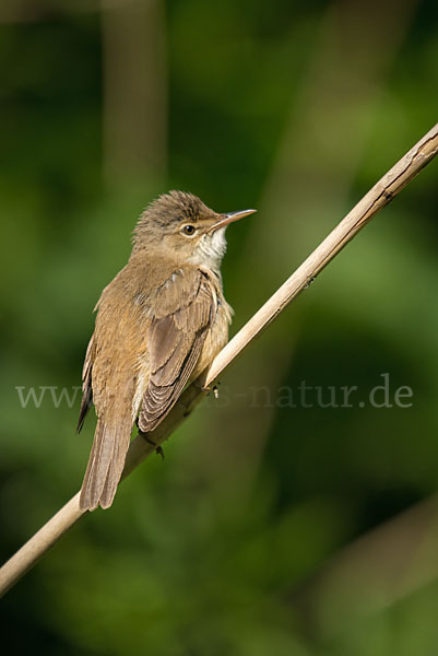 Teichrohrsänger (Acrocephalus scirpaceus)