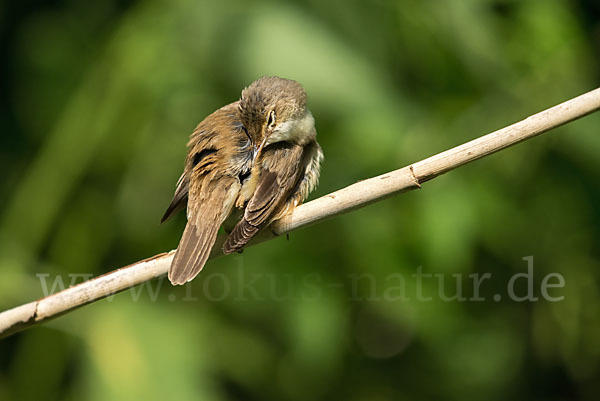 Teichrohrsänger (Acrocephalus scirpaceus)