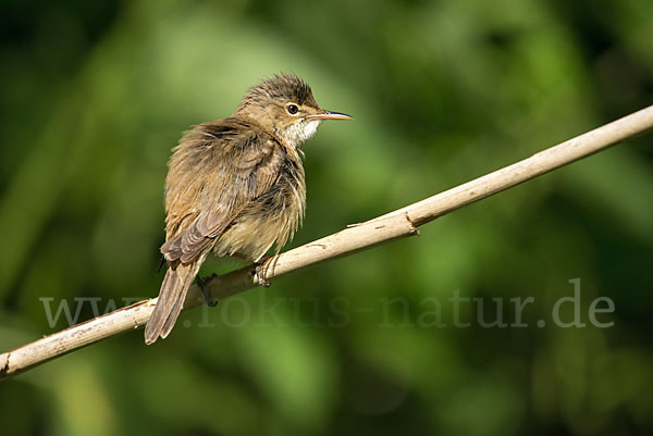 Teichrohrsänger (Acrocephalus scirpaceus)