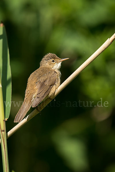 Teichrohrsänger (Acrocephalus scirpaceus)