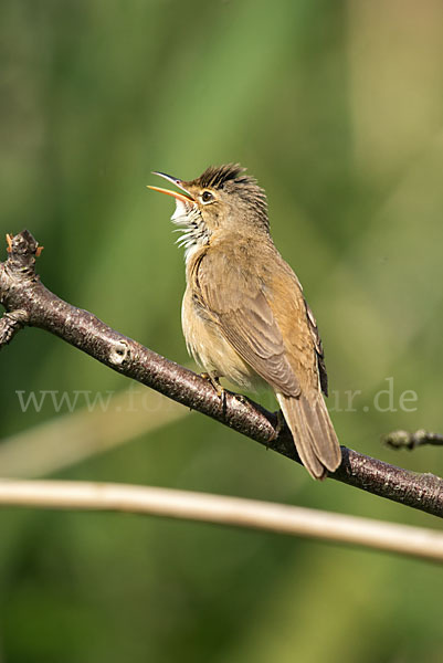 Teichrohrsänger (Acrocephalus scirpaceus)