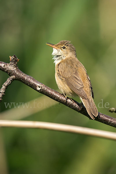 Teichrohrsänger (Acrocephalus scirpaceus)