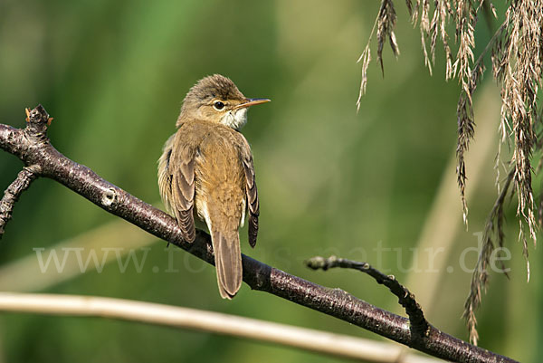 Teichrohrsänger (Acrocephalus scirpaceus)