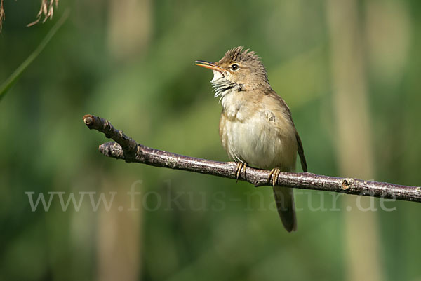 Teichrohrsänger (Acrocephalus scirpaceus)