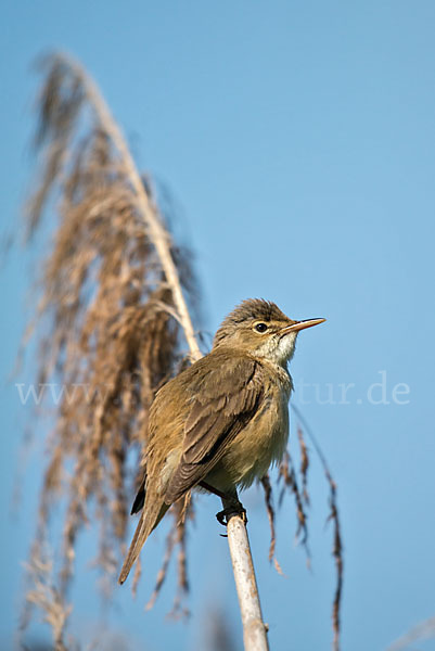 Teichrohrsänger (Acrocephalus scirpaceus)