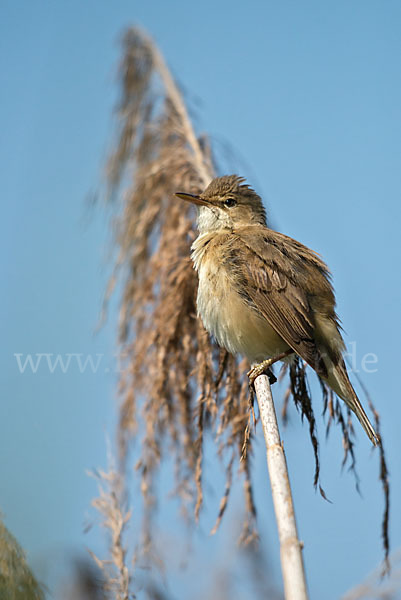 Teichrohrsänger (Acrocephalus scirpaceus)