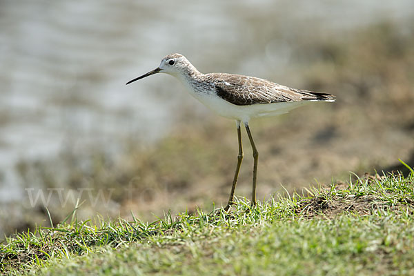 Teichwasserläufer (Tringa stagnatilis)