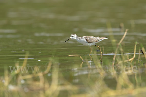 Teichwasserläufer (Tringa stagnatilis)