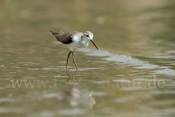 Teichwasserläufer (Tringa stagnatilis)