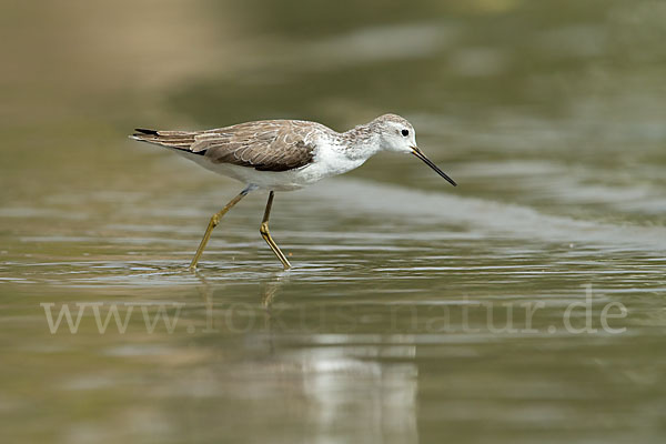 Teichwasserläufer (Tringa stagnatilis)