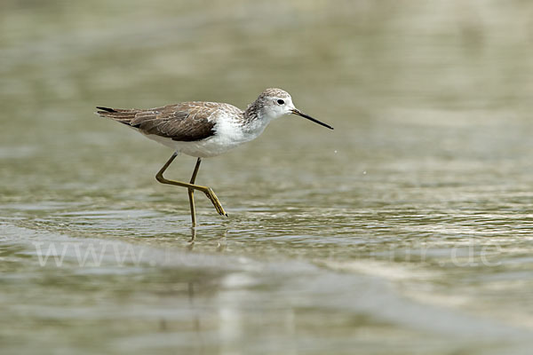 Teichwasserläufer (Tringa stagnatilis)