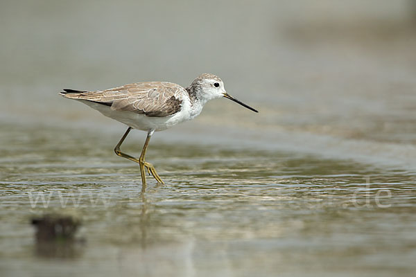 Teichwasserläufer (Tringa stagnatilis)