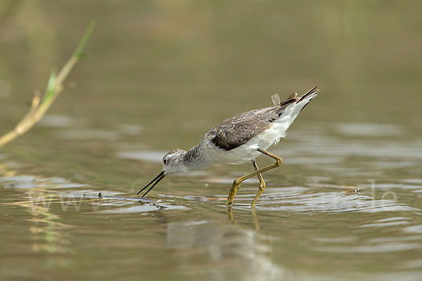 Teichwasserläufer (Tringa stagnatilis)