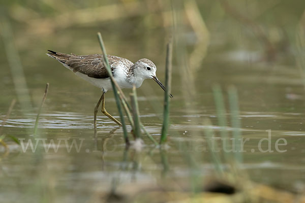 Teichwasserläufer (Tringa stagnatilis)