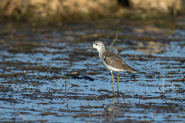 Teichwasserläufer (Tringa stagnatilis)