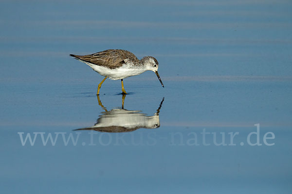 Teichwasserläufer (Tringa stagnatilis)