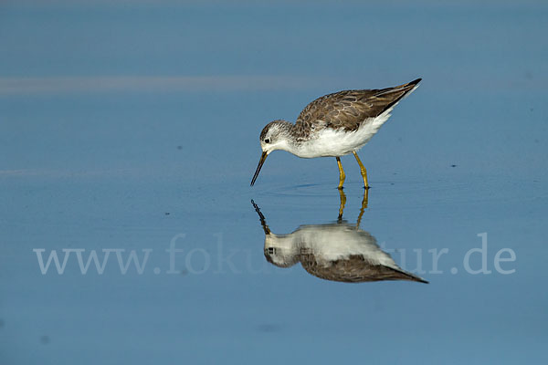 Teichwasserläufer (Tringa stagnatilis)