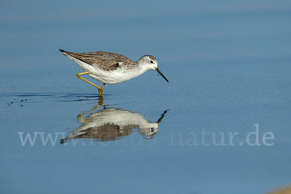 Teichwasserläufer (Tringa stagnatilis)