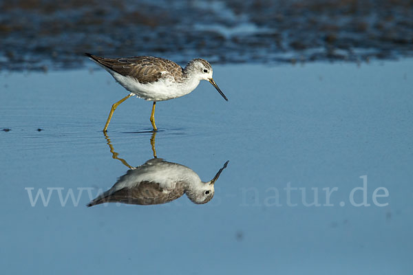 Teichwasserläufer (Tringa stagnatilis)