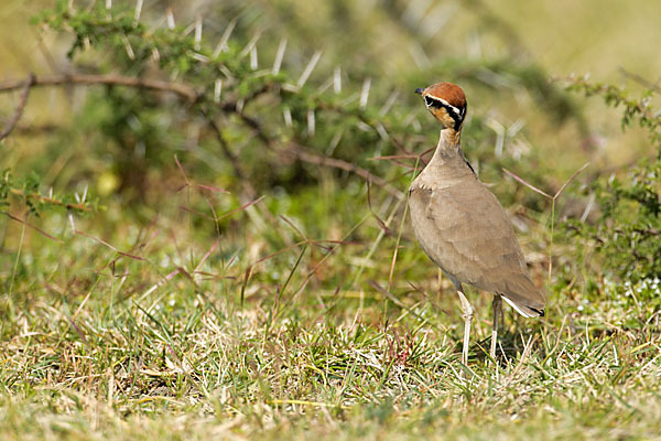 Temminckrennvogel (Cursorius temminckii)