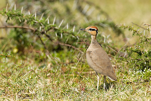 Temminckrennvogel (Cursorius temminckii)