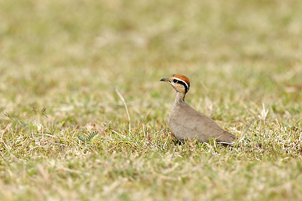 Temminckrennvogel (Cursorius temminckii)