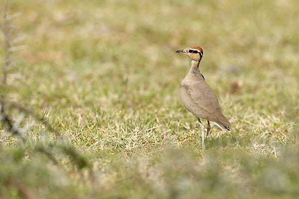 Temminckrennvogel (Cursorius temminckii)