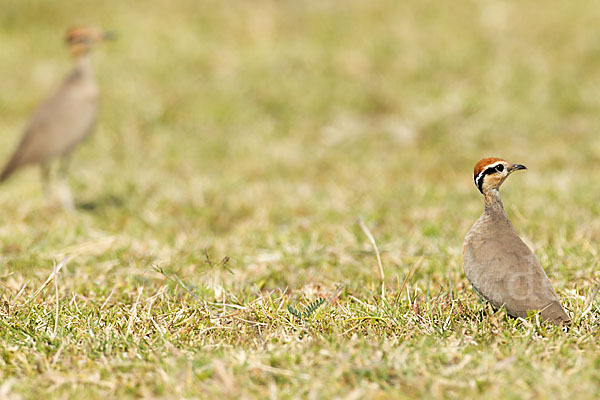 Temminckrennvogel (Cursorius temminckii)