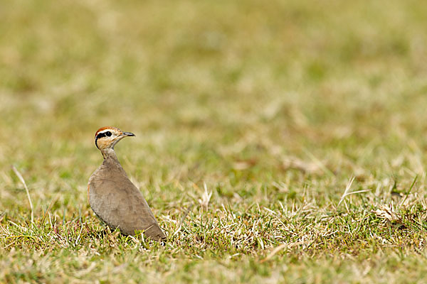 Temminckrennvogel (Cursorius temminckii)