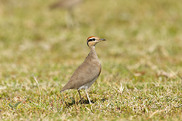 Temminckrennvogel (Cursorius temminckii)