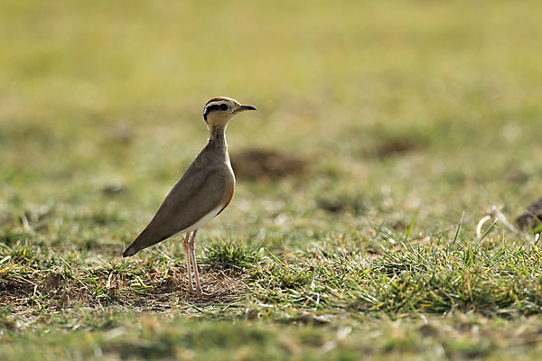 Temminckrennvogel (Cursorius temminckii)
