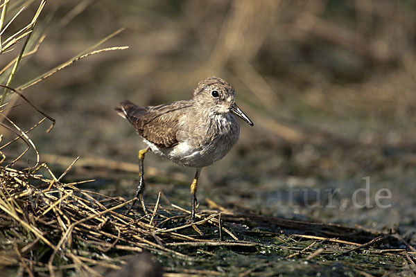 Temminckstrandläufer (Calidris temminckii)
