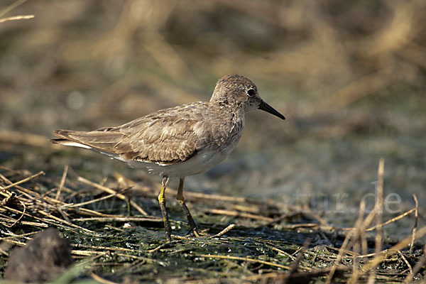 Temminckstrandläufer (Calidris temminckii)