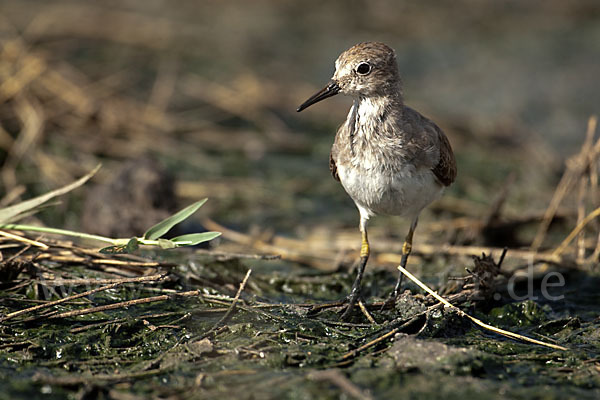 Temminckstrandläufer (Calidris temminckii)