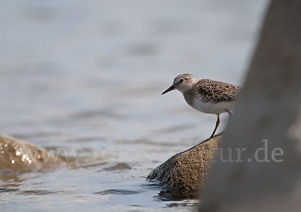 Temminckstrandläufer (Calidris temminckii)