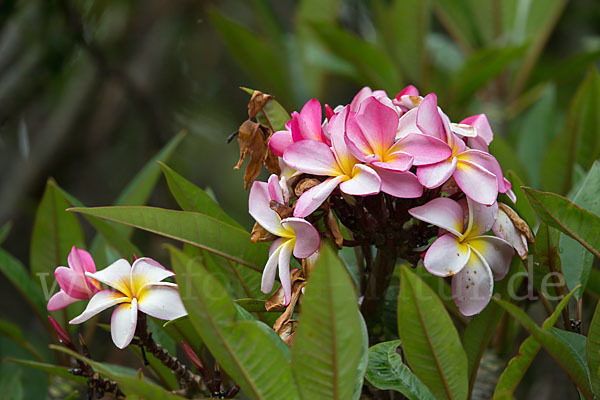 Tempelbaum (Plumeria)