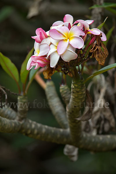 Tempelbaum (Plumeria)