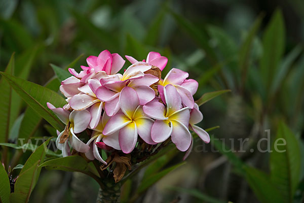 Tempelbaum (Plumeria)