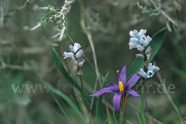 Tempskys Scheinkrokus (Romulea tempskyana)