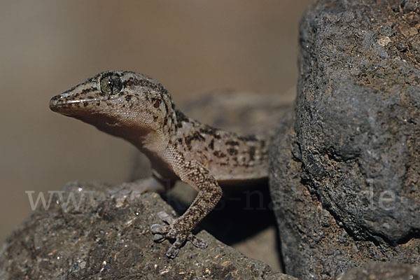 Teneriffagecko (Tarentola delalandii)